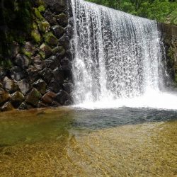 九頭竜川水系でイワナ釣り